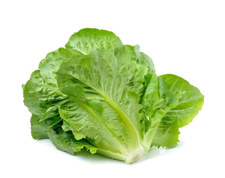 Lettuce Companion Plants What to Grow With Lettuce?