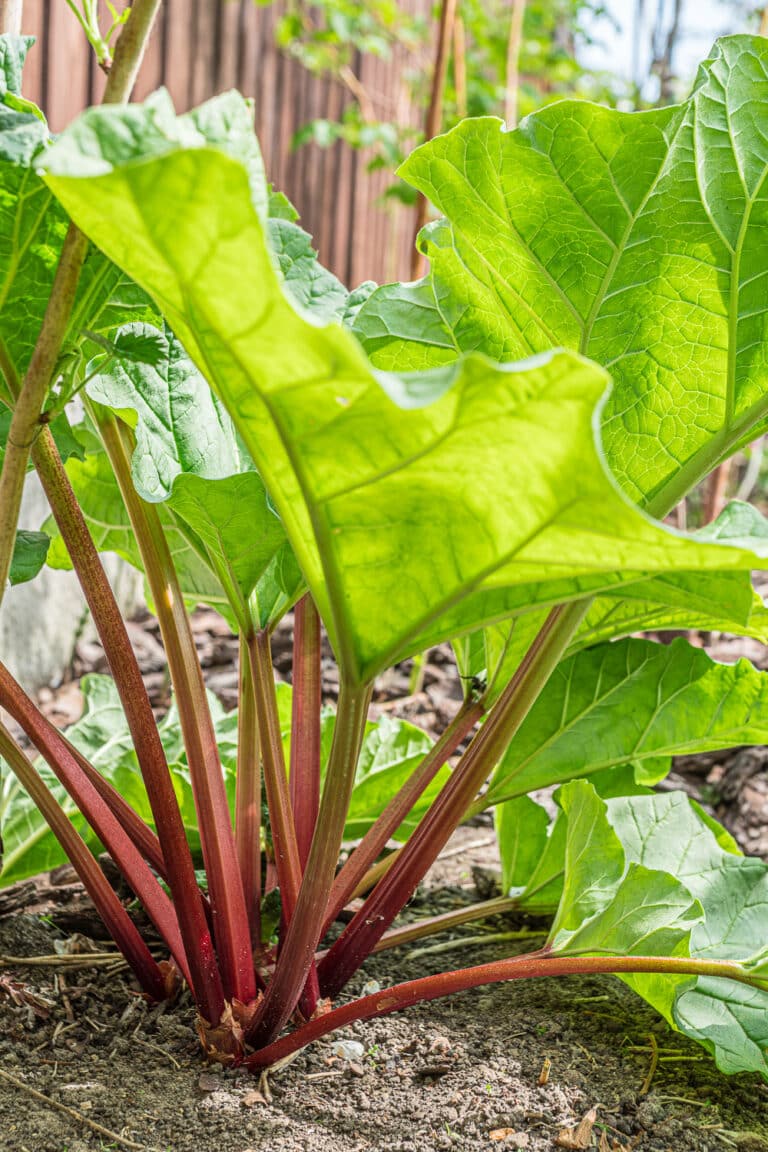 The Best Companion Plants For Asparagus Beds