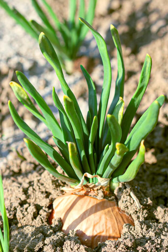 The Best Companion Plants For Asparagus Beds