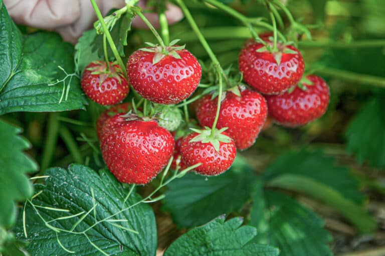 The Best Companion Plants For Asparagus Beds