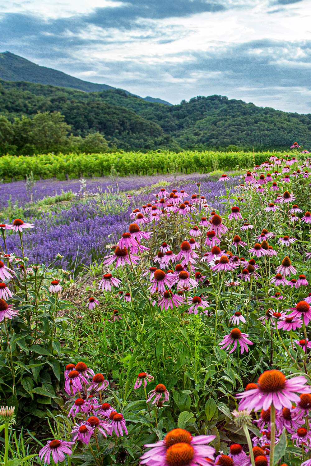A field of drought tolerant coneflower and lavender in a valley with blue sky. 