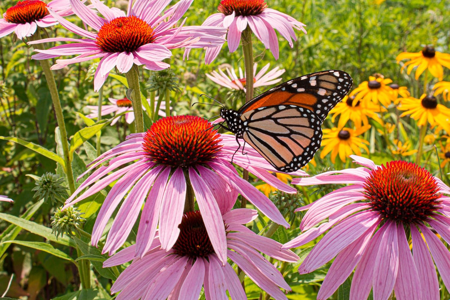 A drought resistant garden with coneflowers and black eyed susan's and butterflies. 