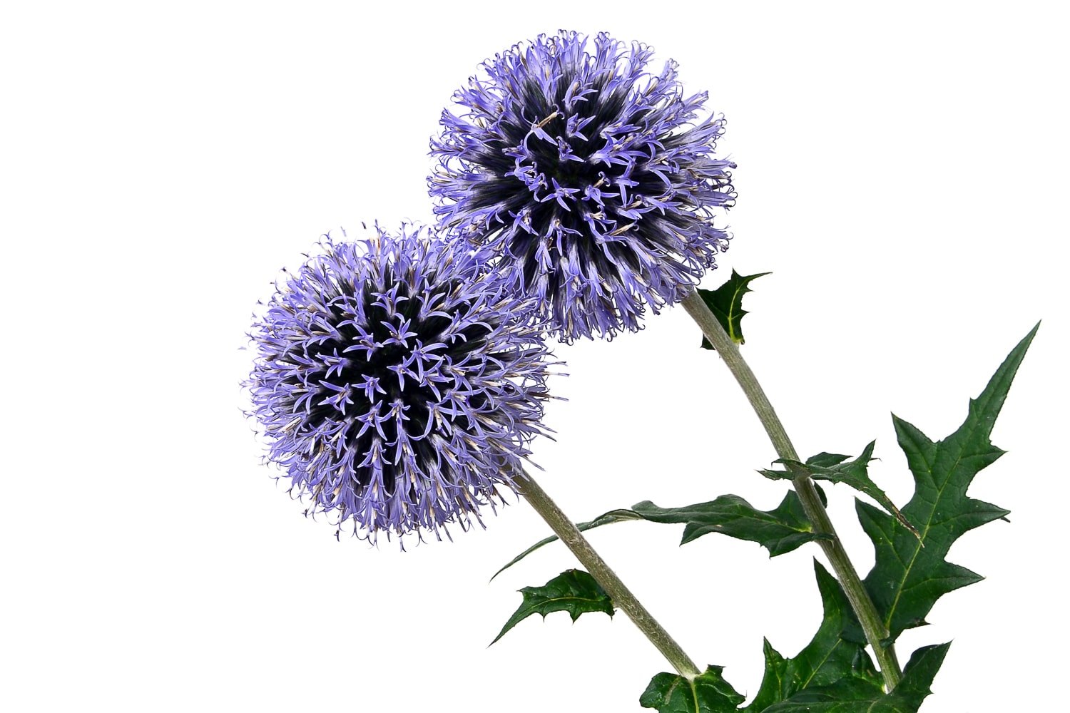 Blue globe thistles - Echinops, isolated on white background.
