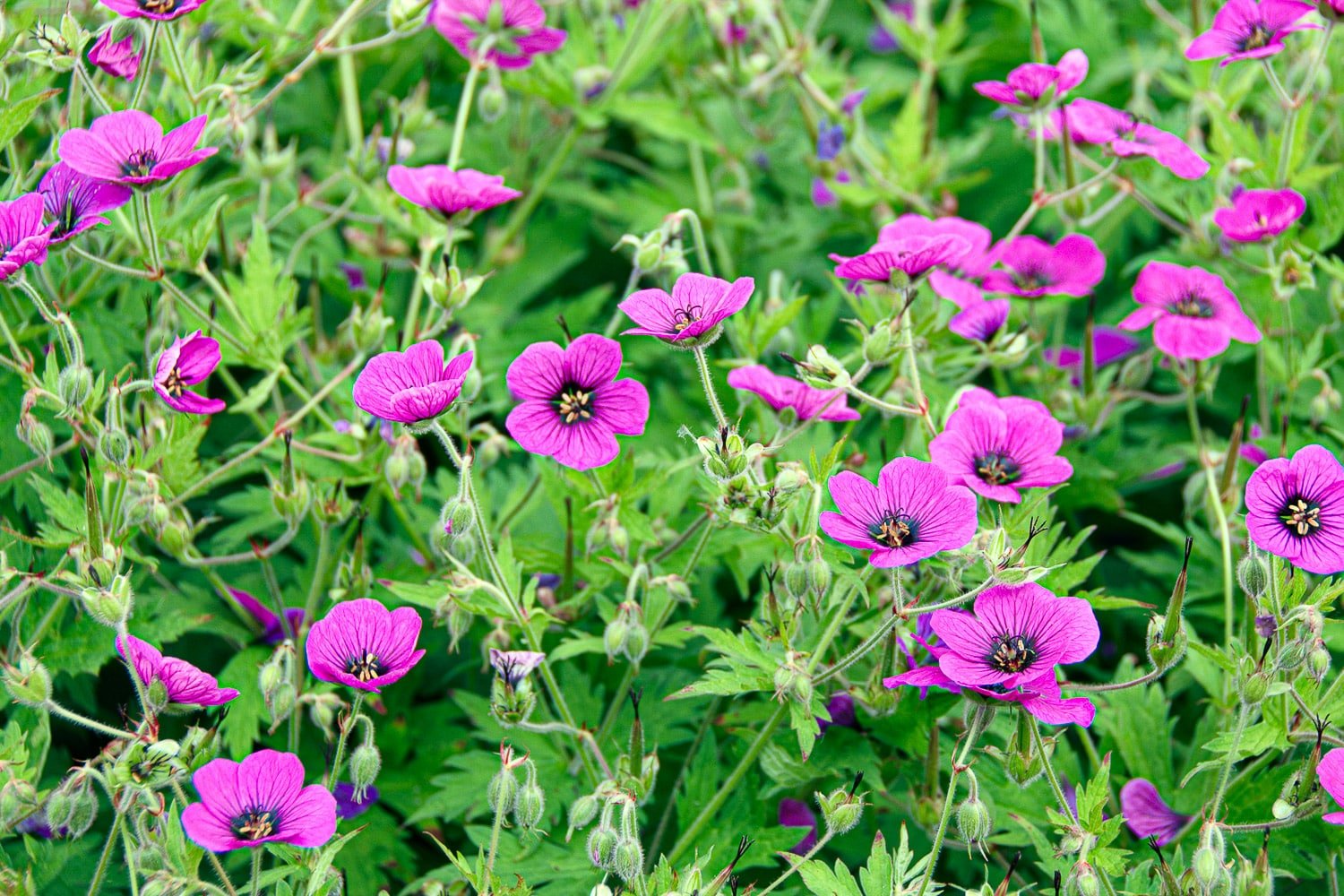 Pink geraniums (cranesbill) with a green background.