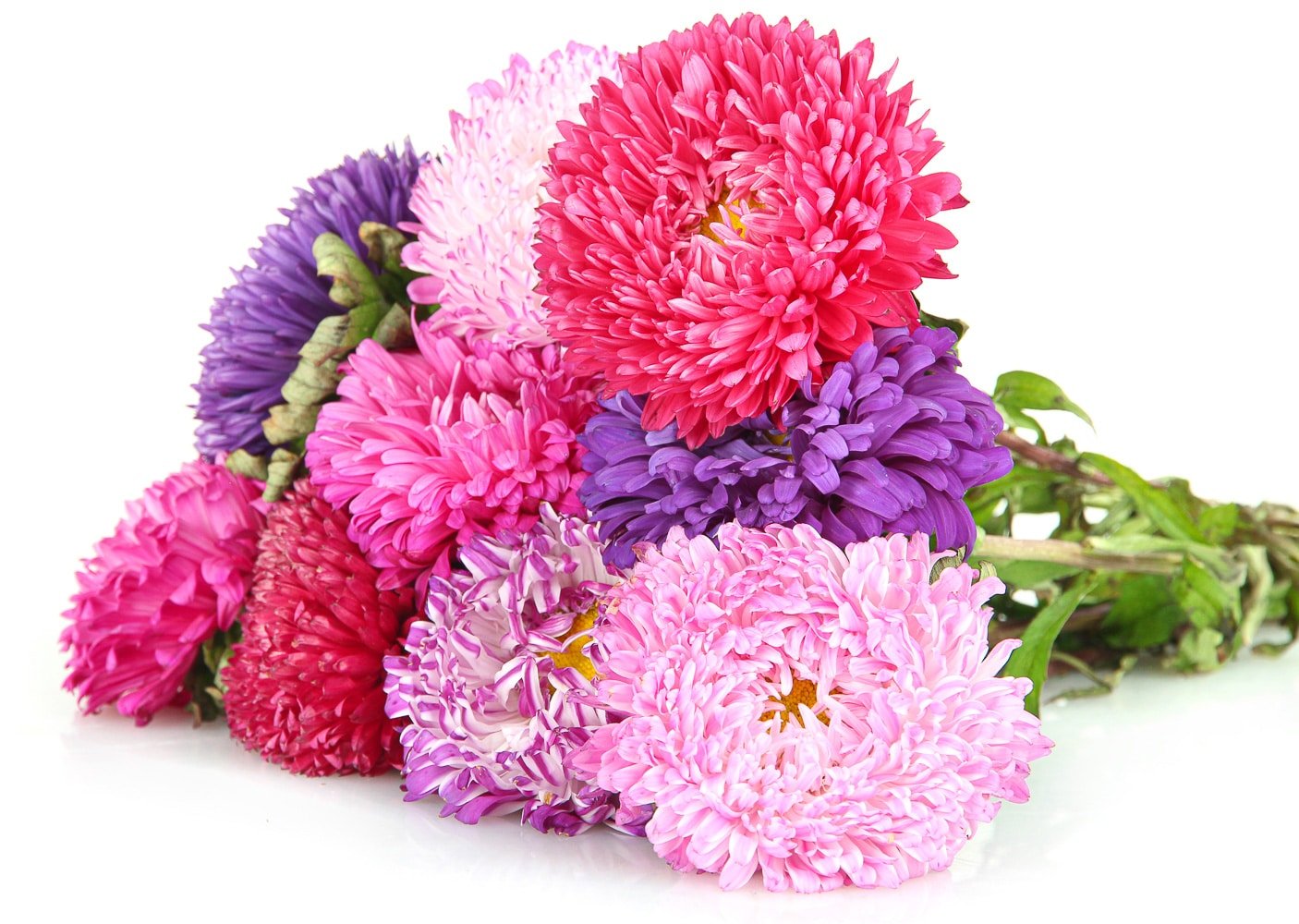 Bright aster flowers, isolated on white.