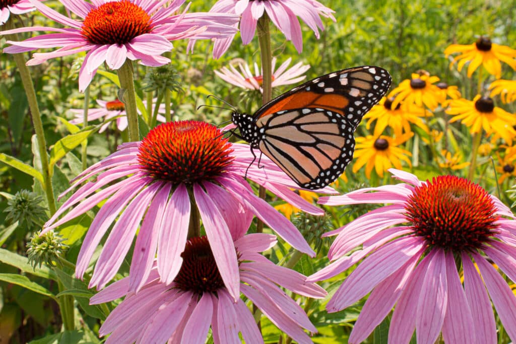 27 Full Sun Perennials For North American Gardens