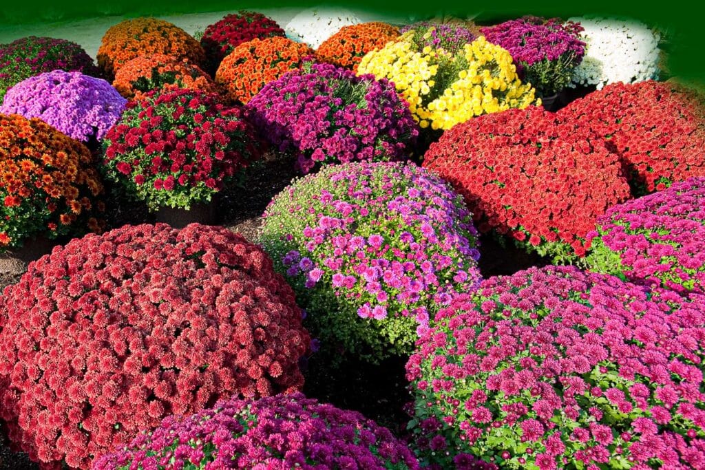 27 Full Sun Perennials For North American Gardens
