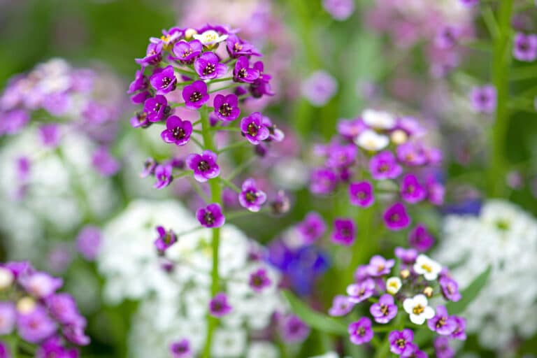 The Best Kale Companion Plants For A Robust Harvest
