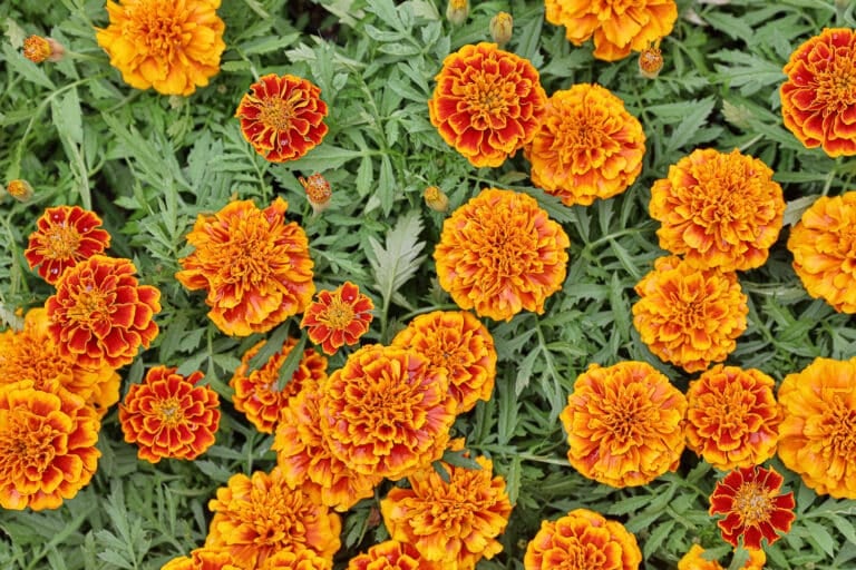 The Best Kale Companion Plants For A Robust Harvest