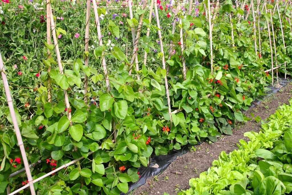 The Best Kale Companion Plants For A Robust Harvest