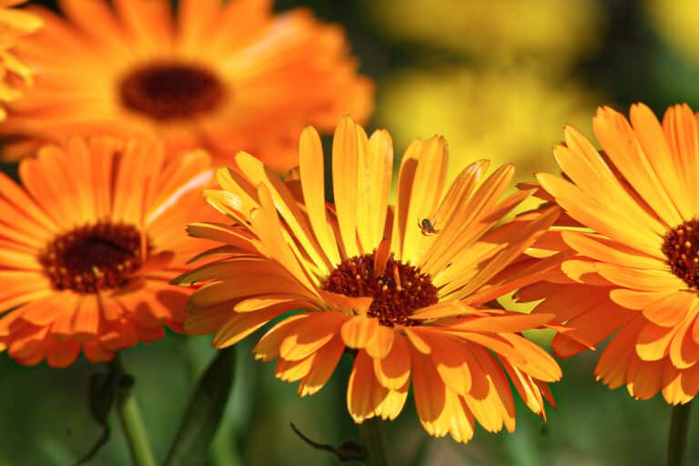 The Best Kale Companion Plants For A Robust Harvest