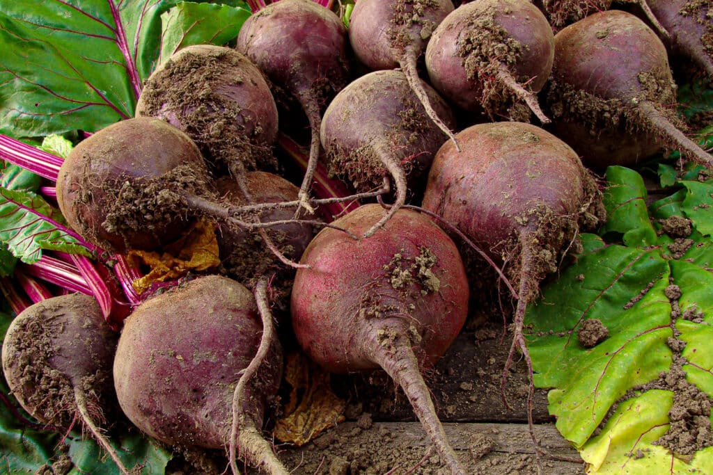 The Best Kale Companion Plants For A Robust Harvest