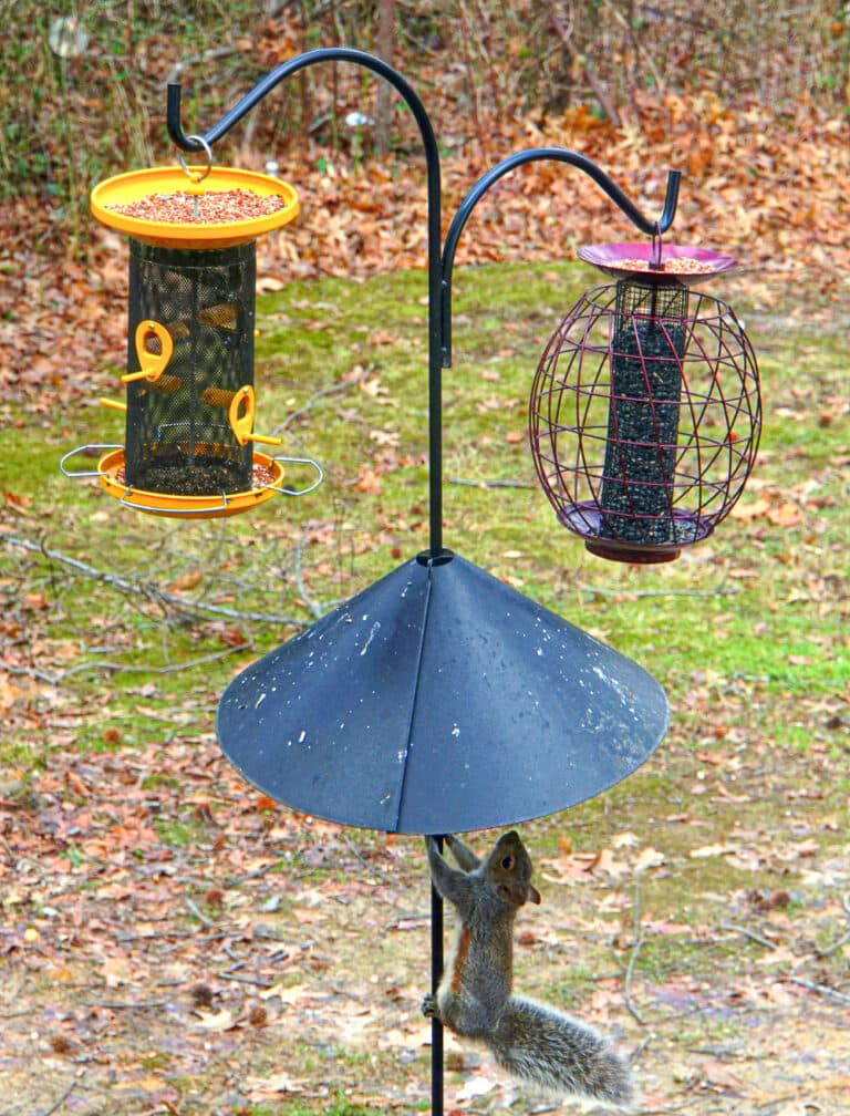 How to Keep Squirrels Out of Garden Beds Naturally