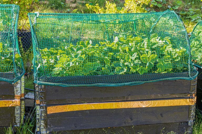 How to Keep Squirrels Out of Garden Beds Naturally