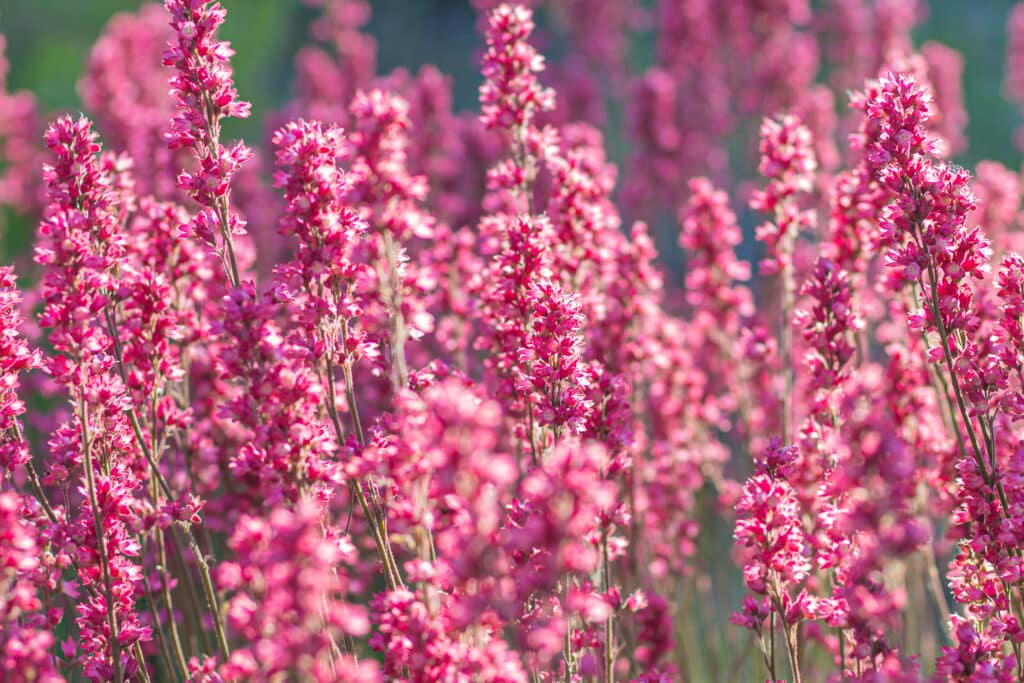 26 Colorful Perennials That Bloom All Summer Long