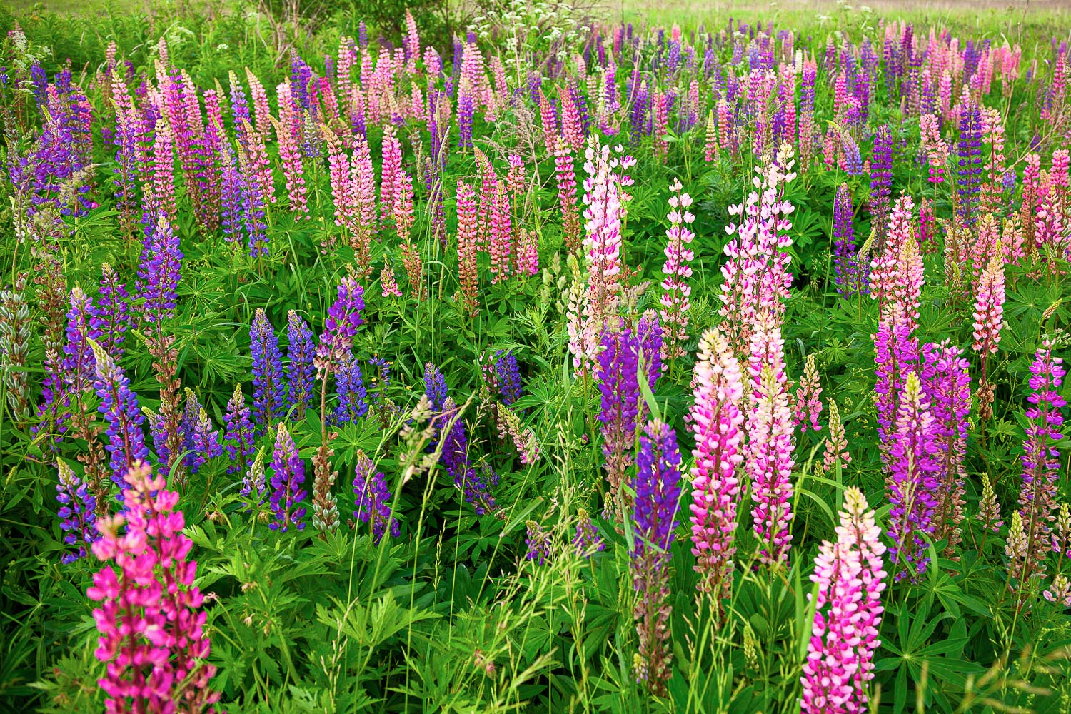 26 Colorful Perennials That Bloom All Summer Long