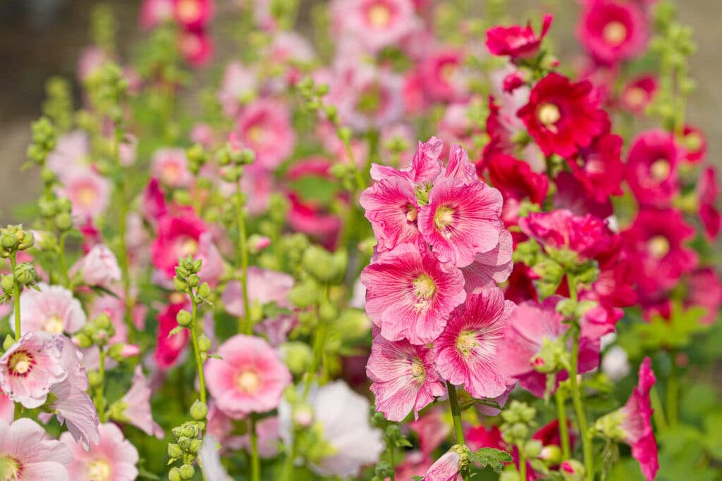 26 Colorful Perennials That Bloom All Summer Long