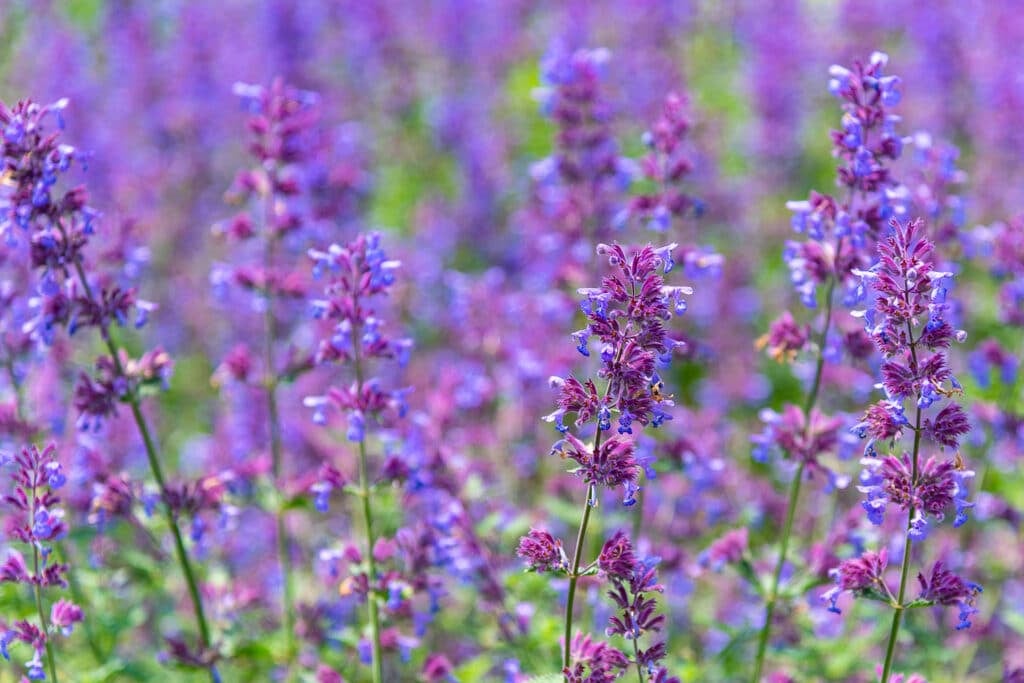 26 Colorful Perennials That Bloom All Summer Long