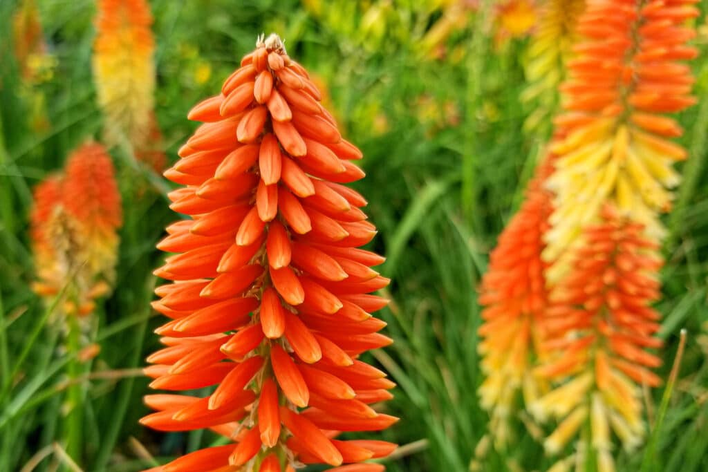 26 Colorful Perennials That Bloom All Summer Long