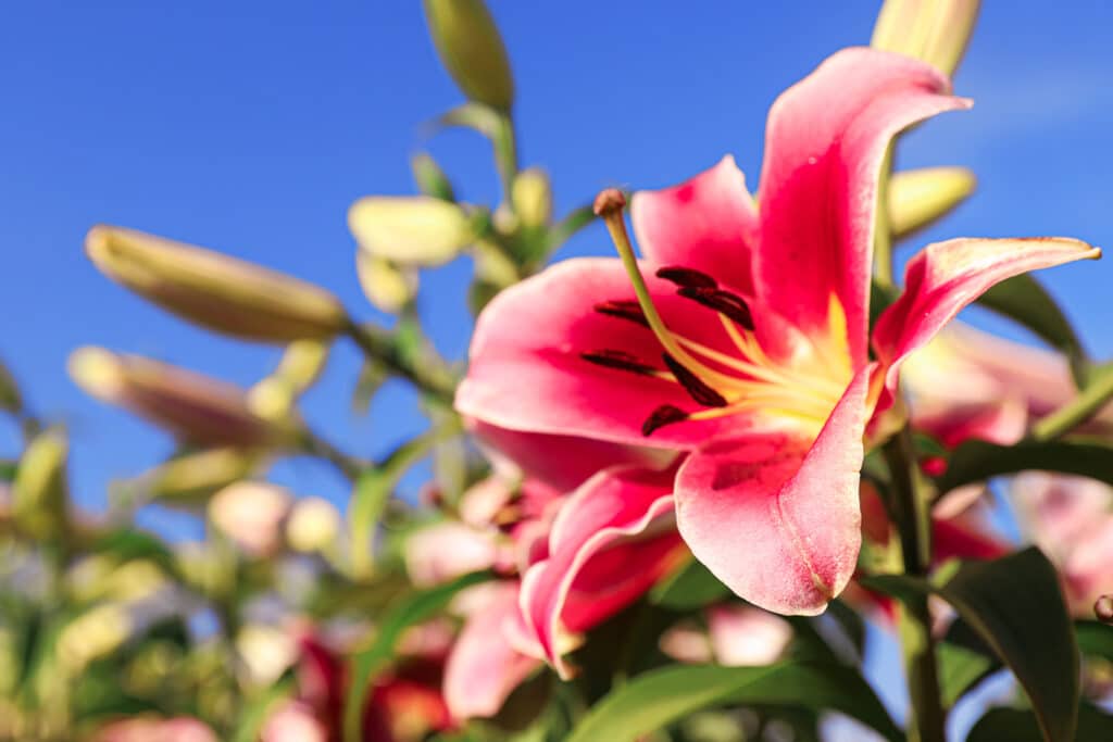 26 Colorful Perennials That Bloom All Summer Long