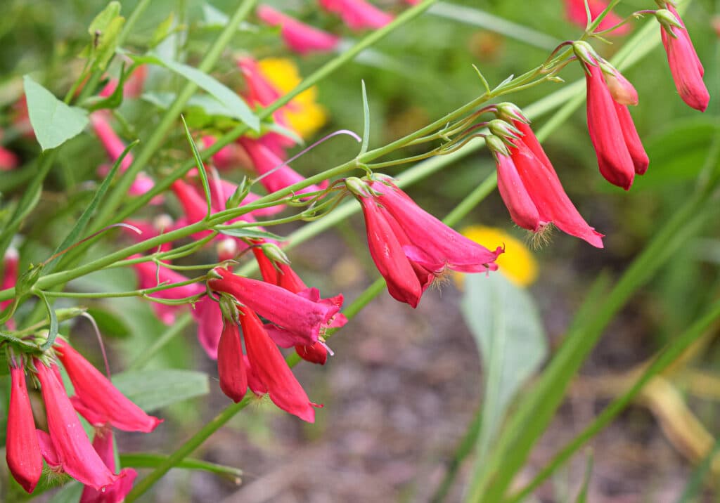 26 Colorful Perennials That Bloom All Summer Long