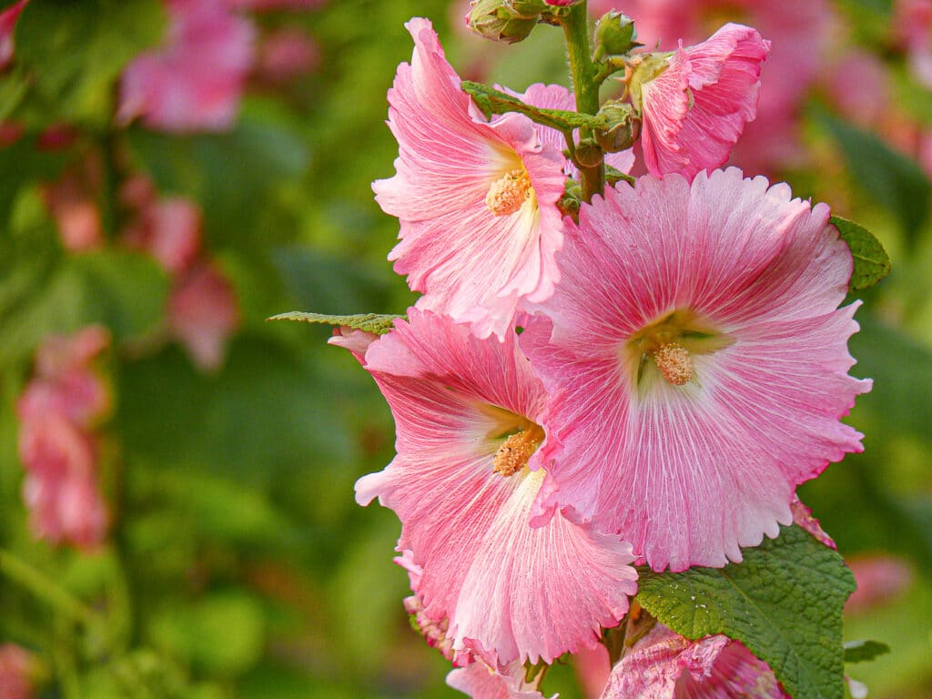 26 Colorful Perennials That Bloom All Summer Long