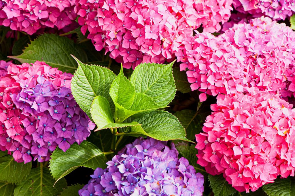 26 Colorful Perennials That Bloom All Summer Long