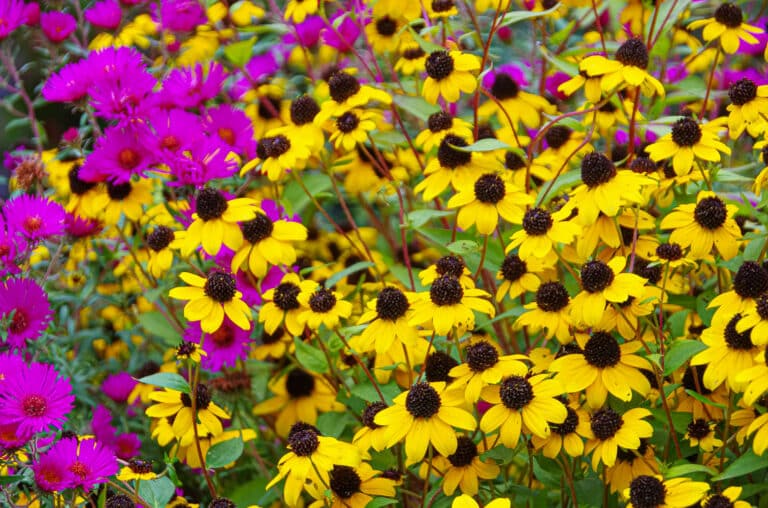 26 Colorful Perennials That Bloom All Summer Long