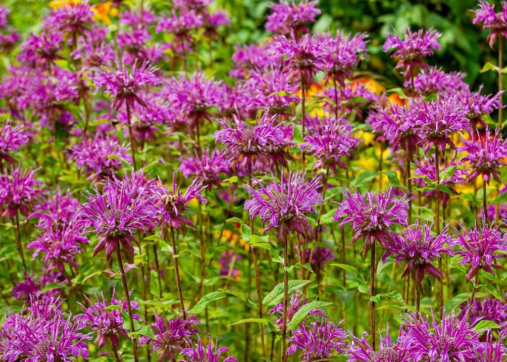 26 Colorful Perennials That Bloom All Summer Long