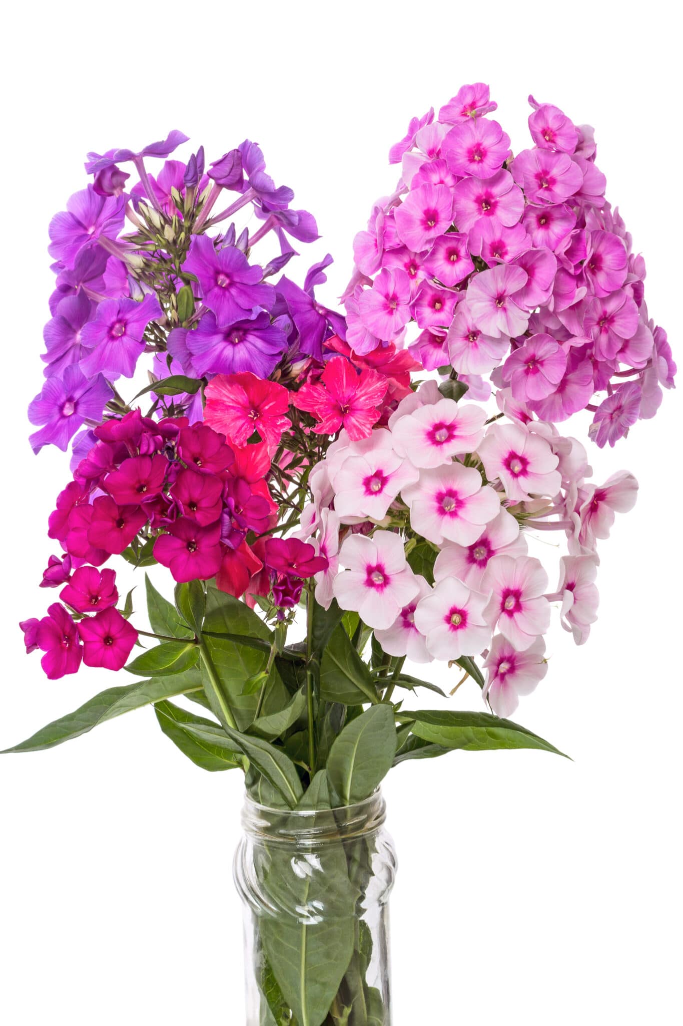 Phlox flowers in a vase.