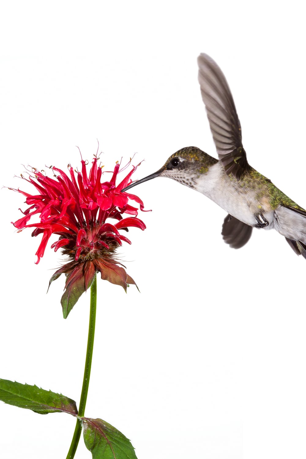 Ruby throated hummingbird sips the nectar of a red bee balm flower.