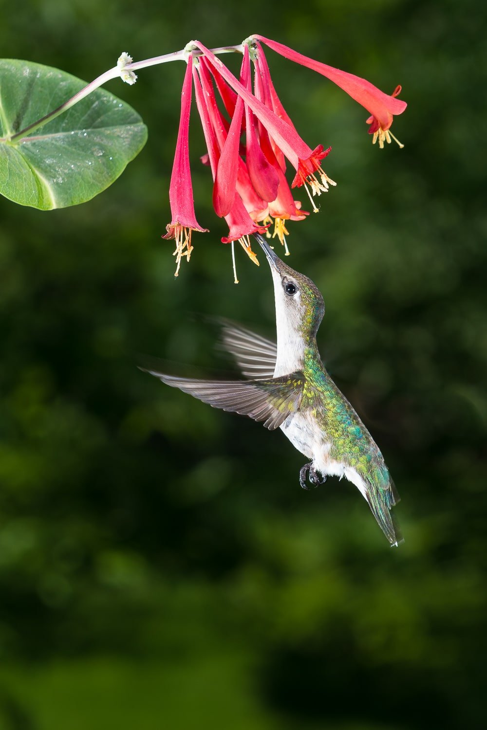 Female Ruby-Throated Hummingbird feeing from a trumpet flower vine.