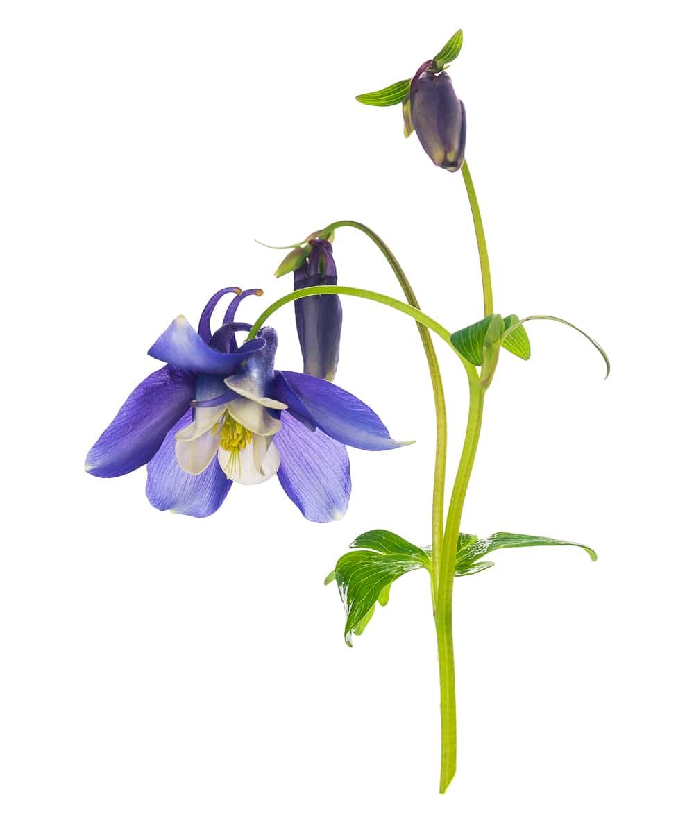 Blue columbine in bloom. The deep petals are perfectly shaped for hummingbird acccess.