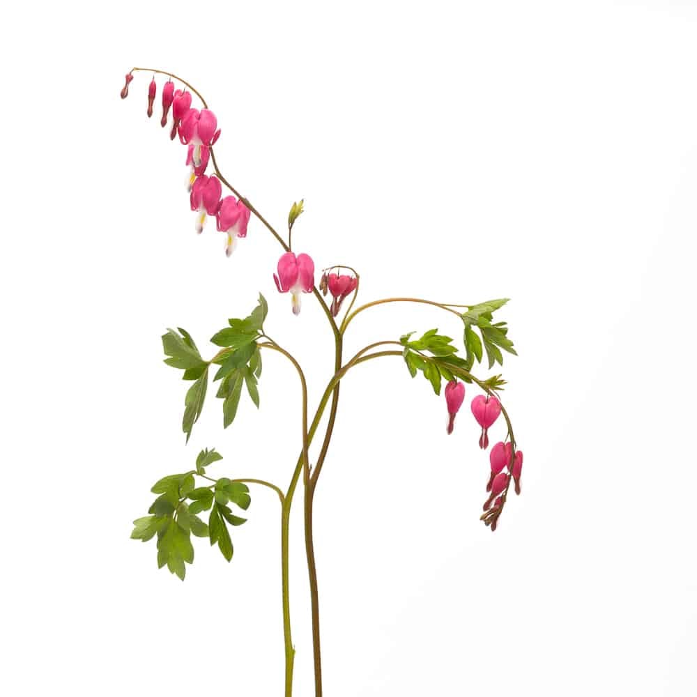 Beautiful pink bleeding heart flowers with green leaves.