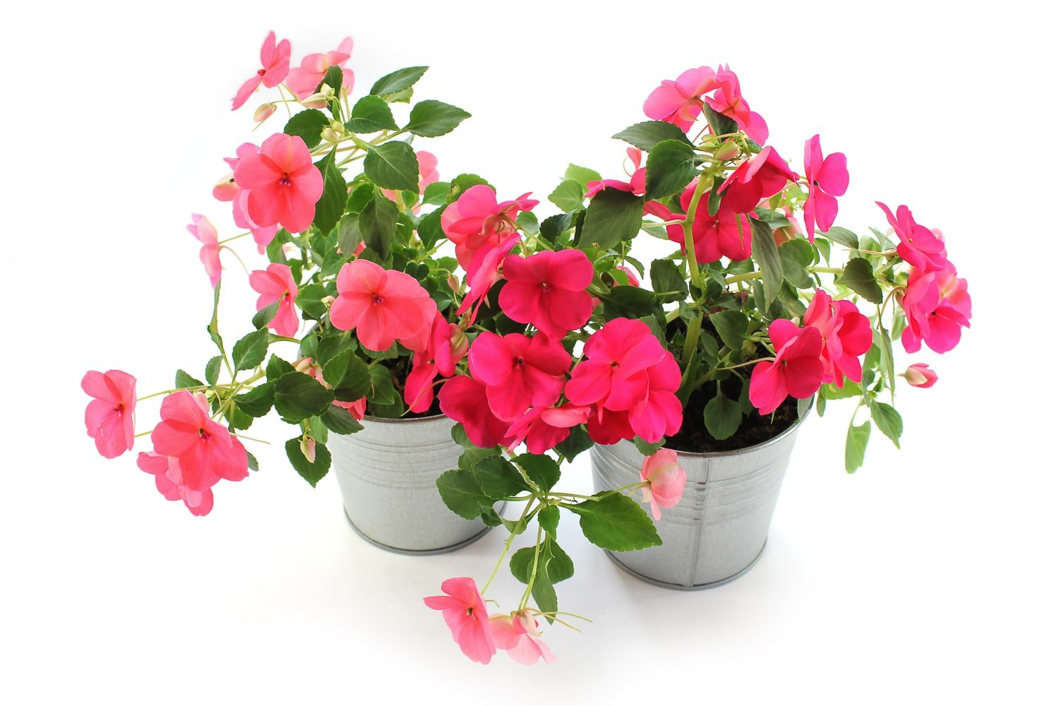 Two metal plant pots with impatien seedlings in full bloom. Image is used as a visual to show what plants attract hummingbirds to the garden.