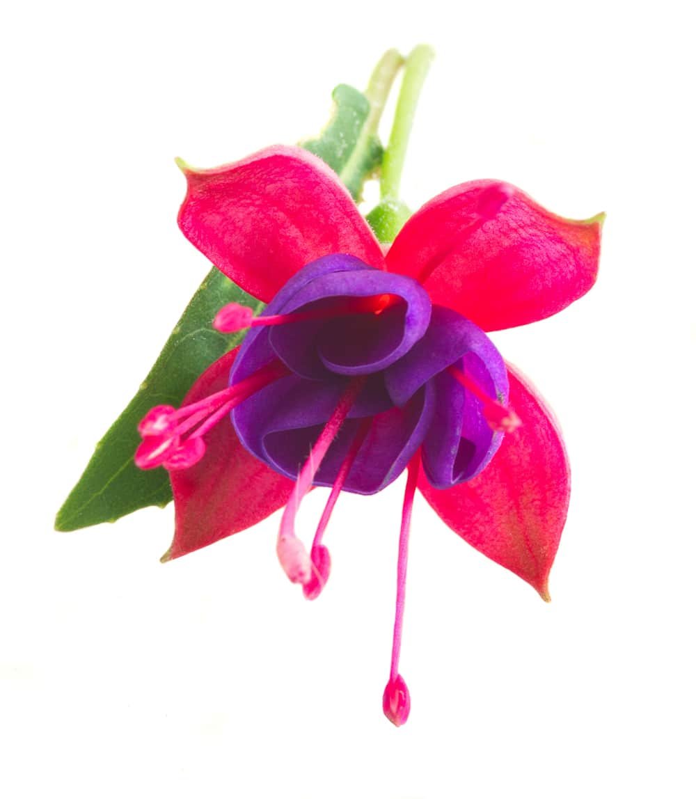 Fushia flower in vibrant pink and purple colors that are attractive to hummingbirds.