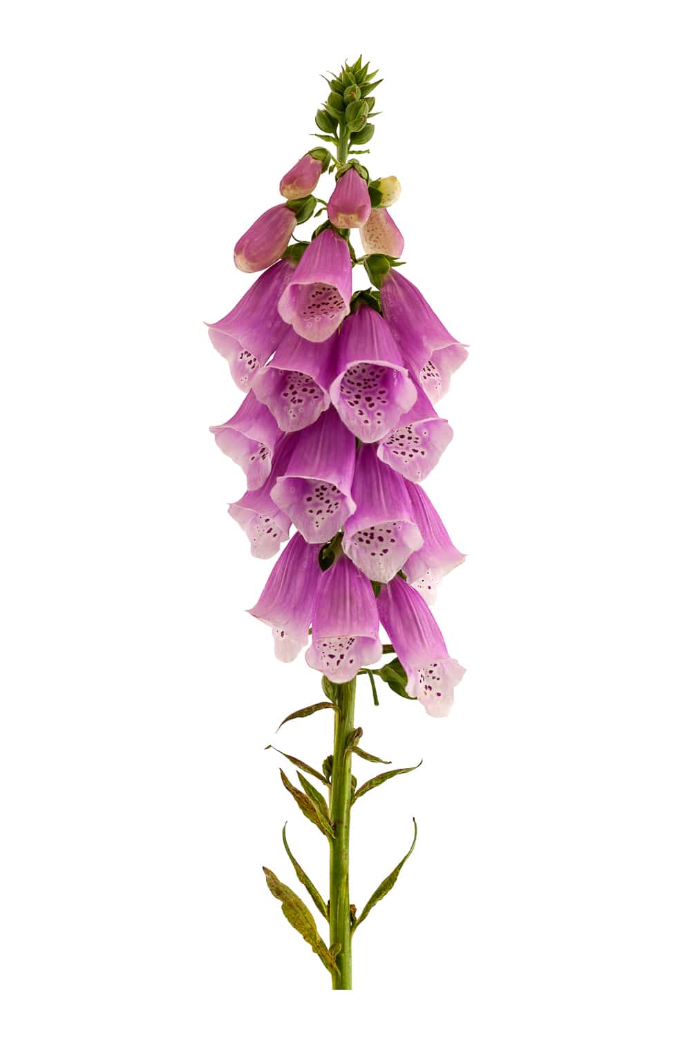 Bright purple foxglove flowers. The trumpet shaped flowers work well to attract hummingbirds.