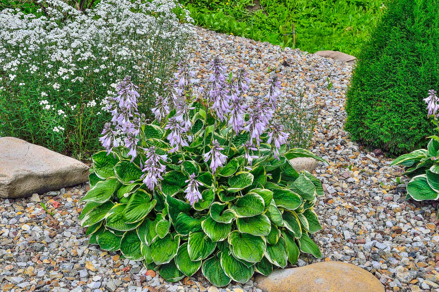 Flowering decorative plant Hosta Patriot with variegated green with white leaves and delicate lilac flowers.