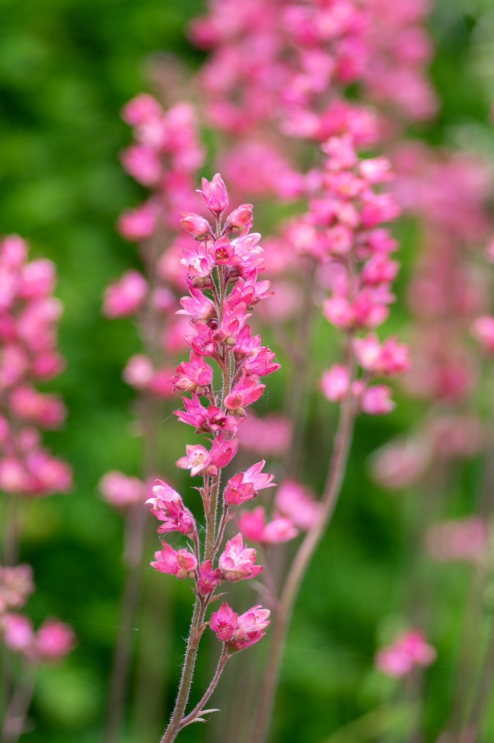 Coral bells blooming in the garden.