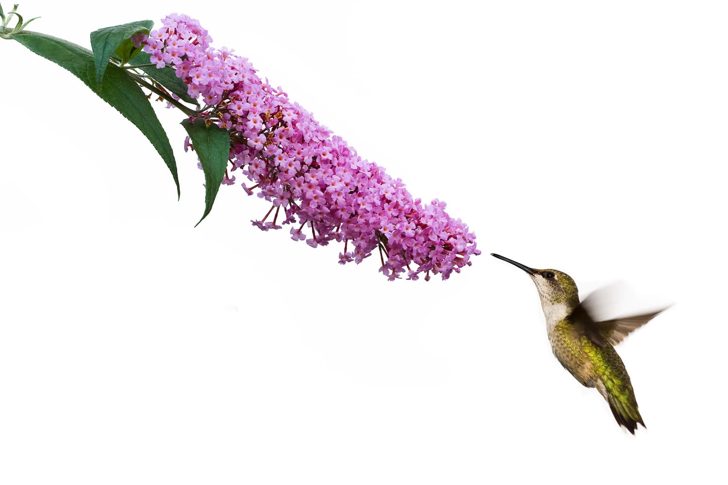 A hummingbird feeds on a long stem of blooming butterfly bush.
