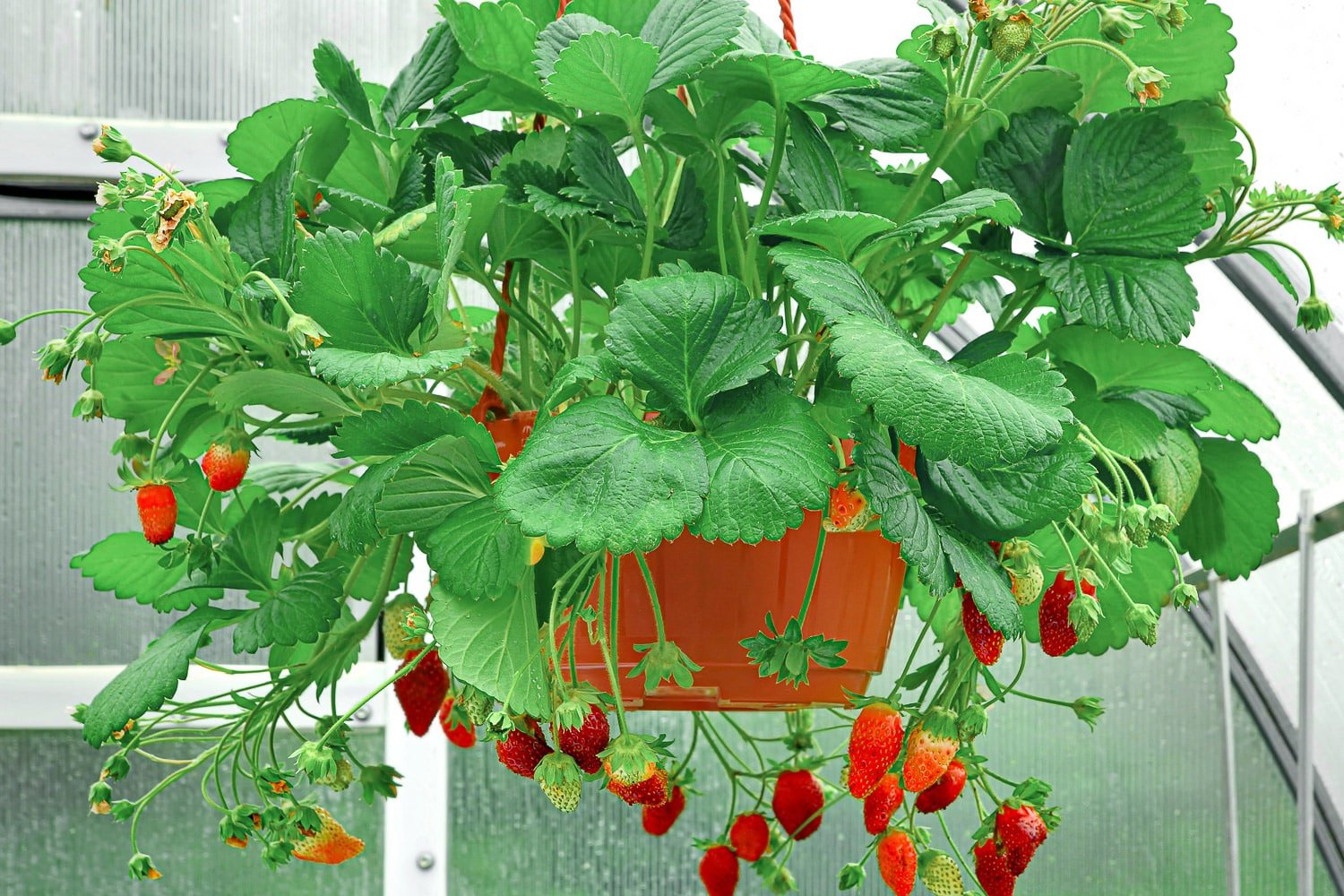 A strawberry plant growing in a hanging planter, with berries hanging over the edge.