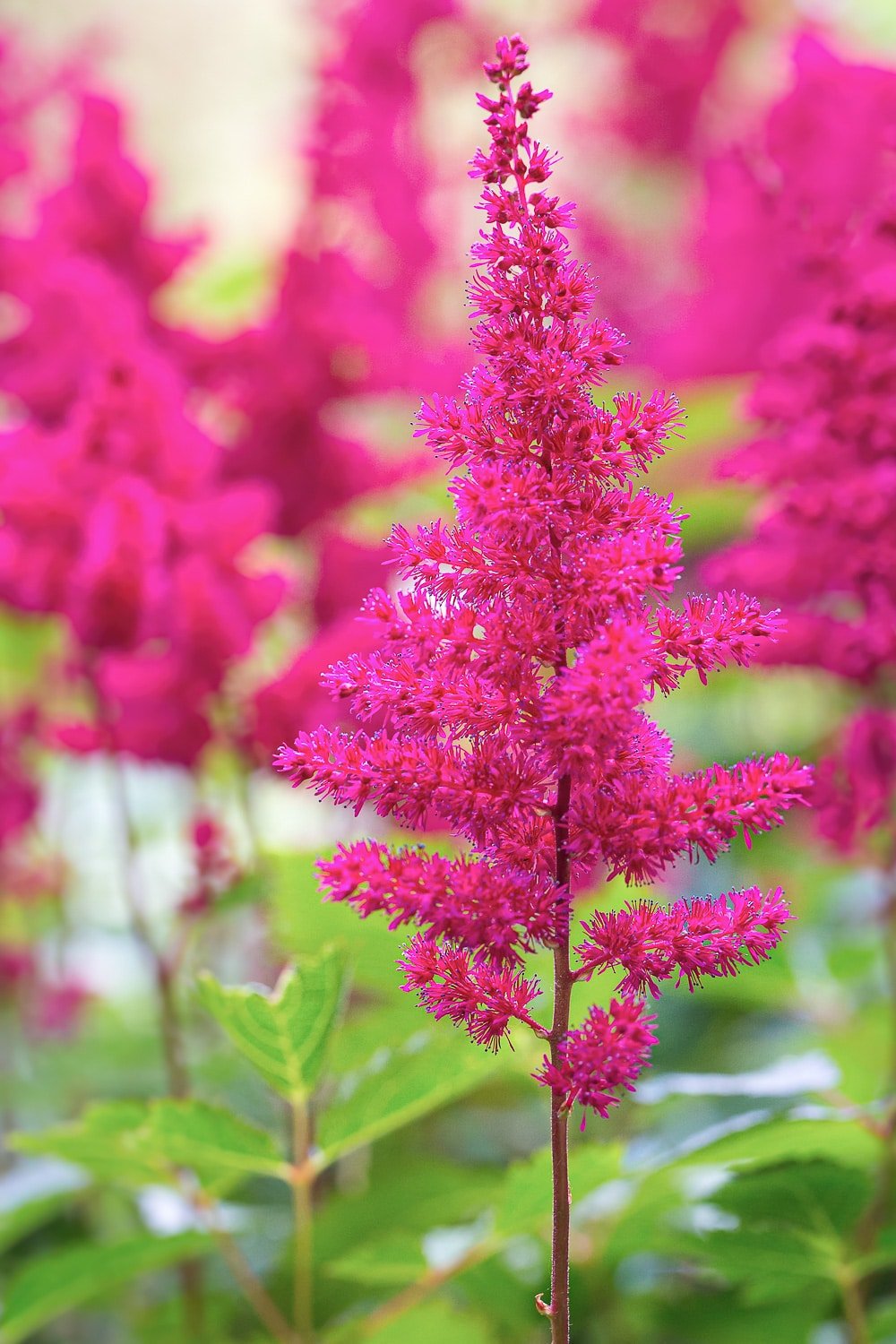 Group of colorful blooming astilbe flowers outside.