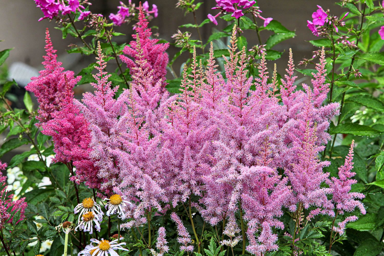 Summer shade garden with many different types of flowers.