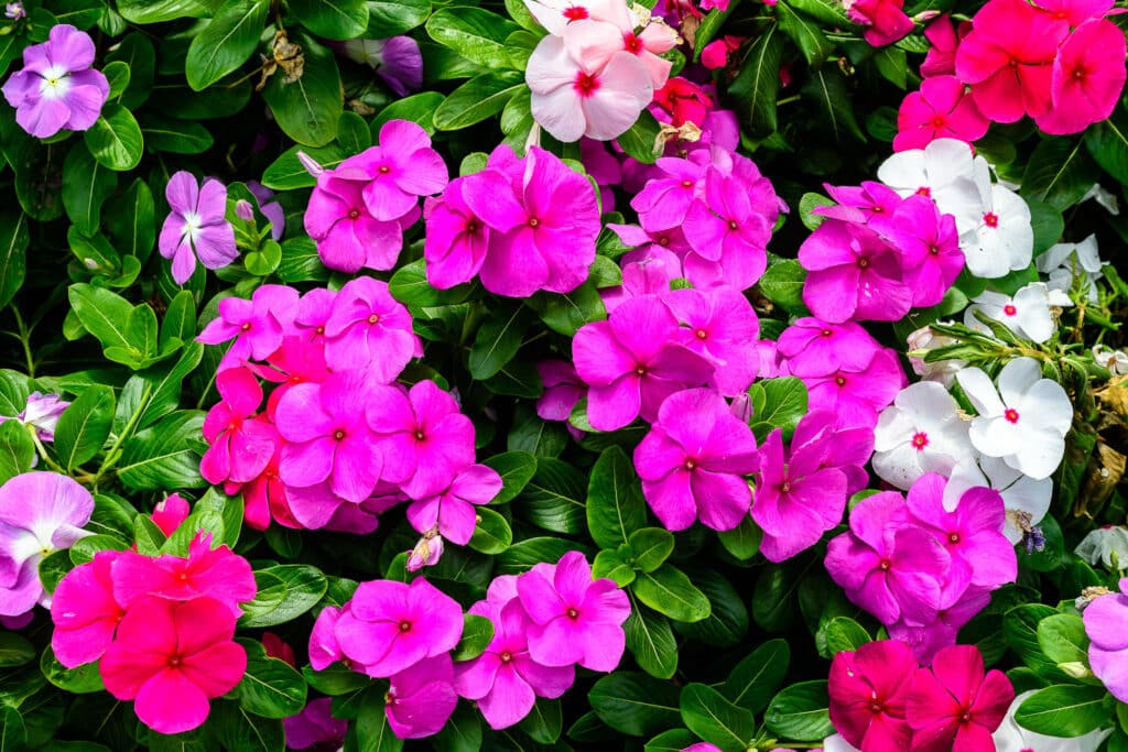 The Best Flowers For Pots and Containers