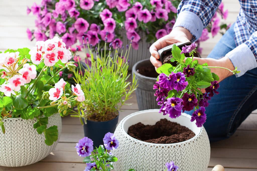 The Best Flowers For Pots and Containers