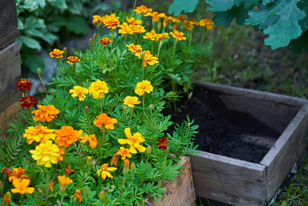 The Best Flowers For Pots and Containers