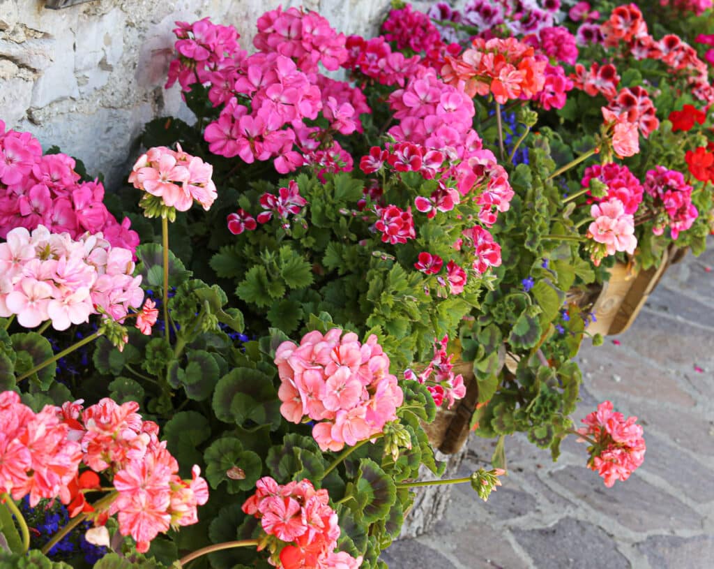The Best Flowers For Pots and Containers