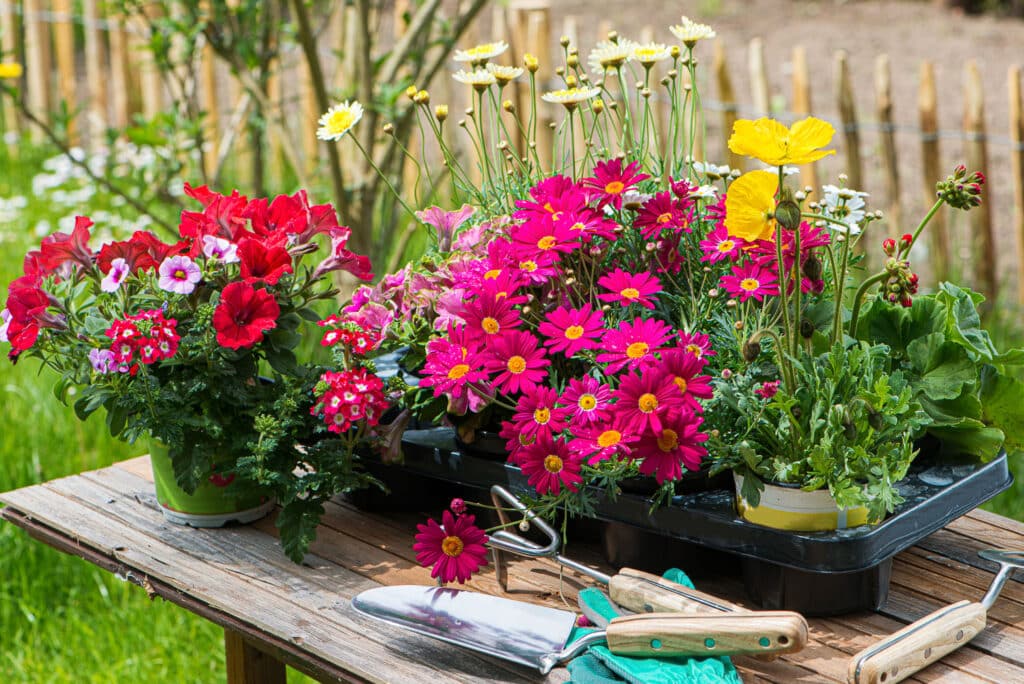 The Best Flowers For Pots and Containers