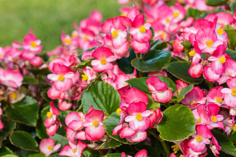 The Best Flowers For Pots and Containers