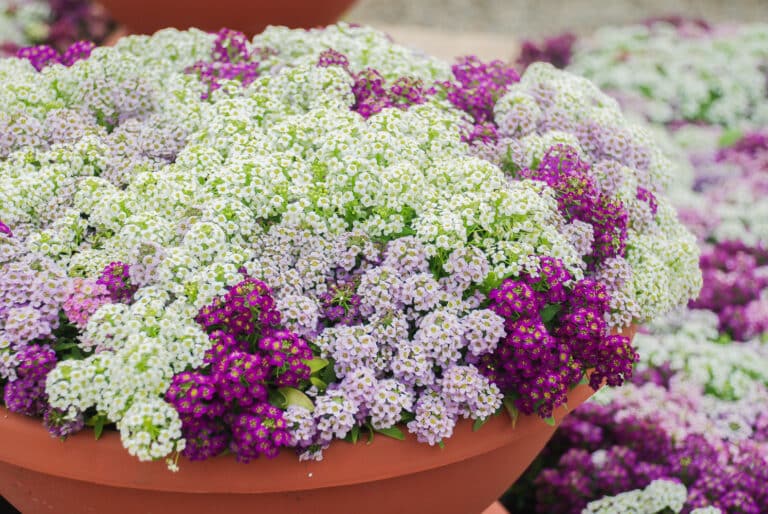 The Best Flowers For Pots and Containers
